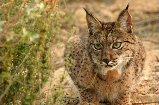 Lince-1