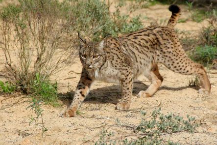 Lince-2