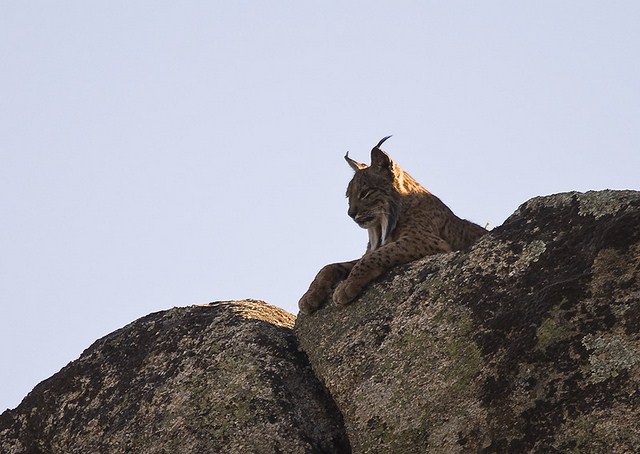 lince_640x454